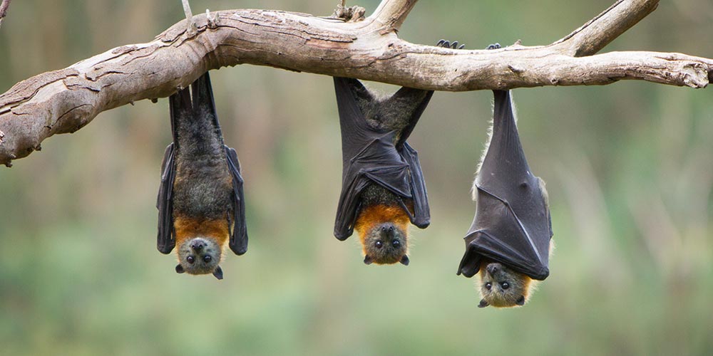 Etymology for Goth Polyglots: Bats!!!
