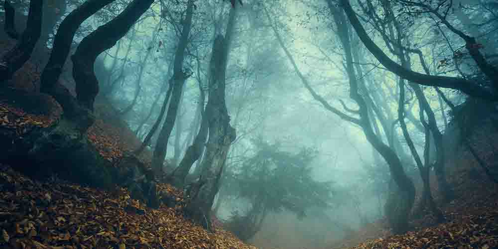 Is the Bell Witch real? Spooky woods photo