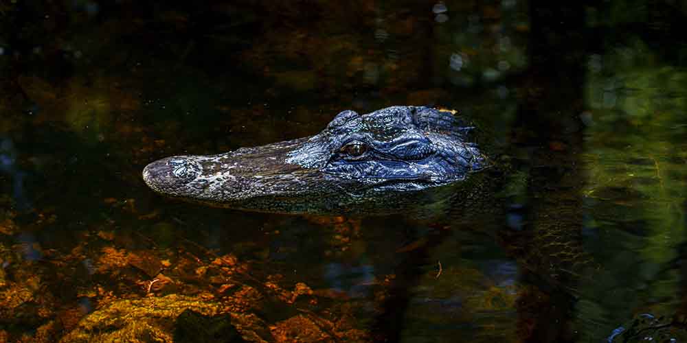 the ghost hunter of south florida, or an alligator lurking in the Everglades