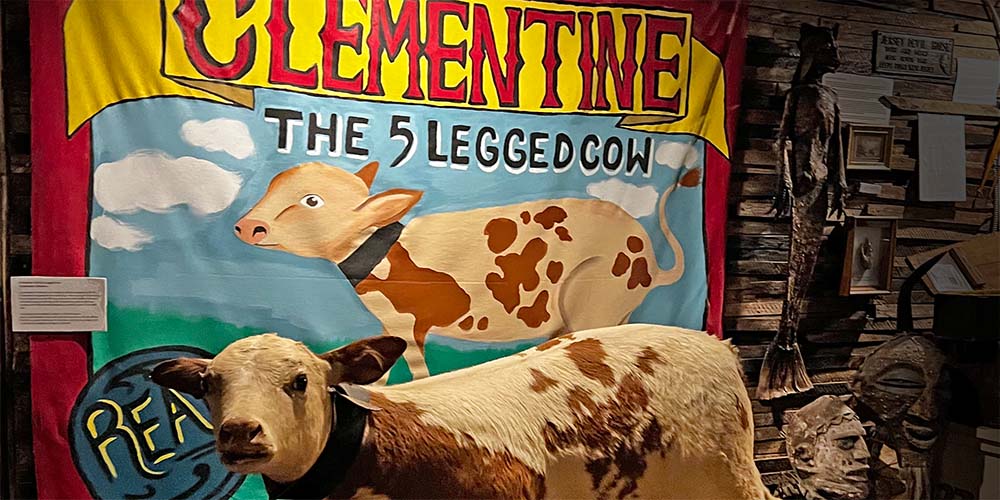 Clementine the five-legged cow