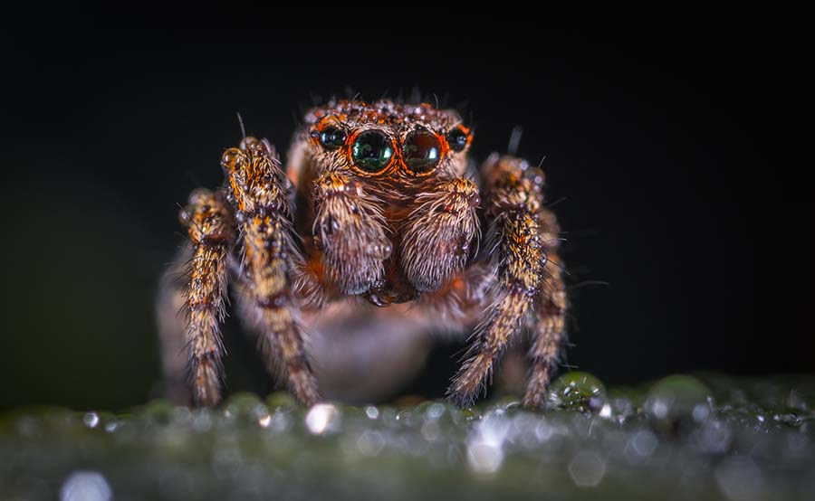 close-up of eyes on a cute fuzzy spider