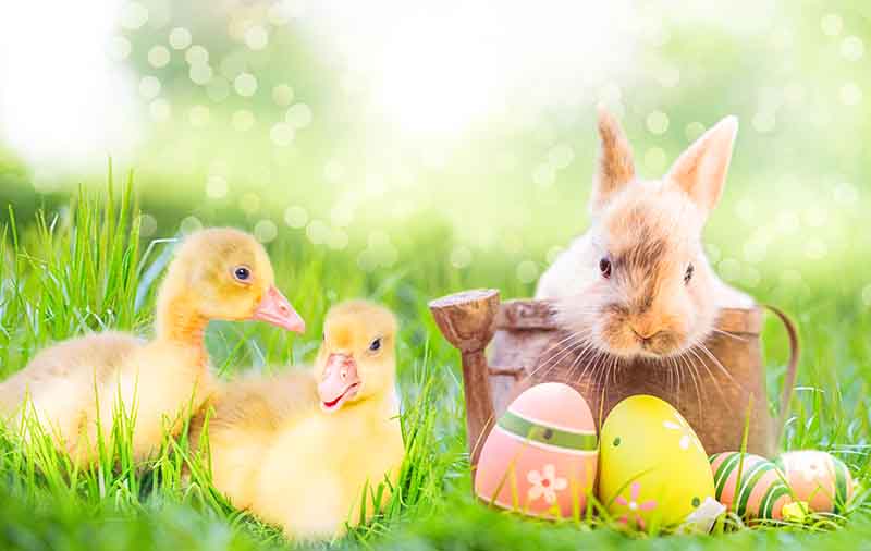 composite image of two baby chicks in grass next to a bunny in a rusty watering can and 4 Easter eggs