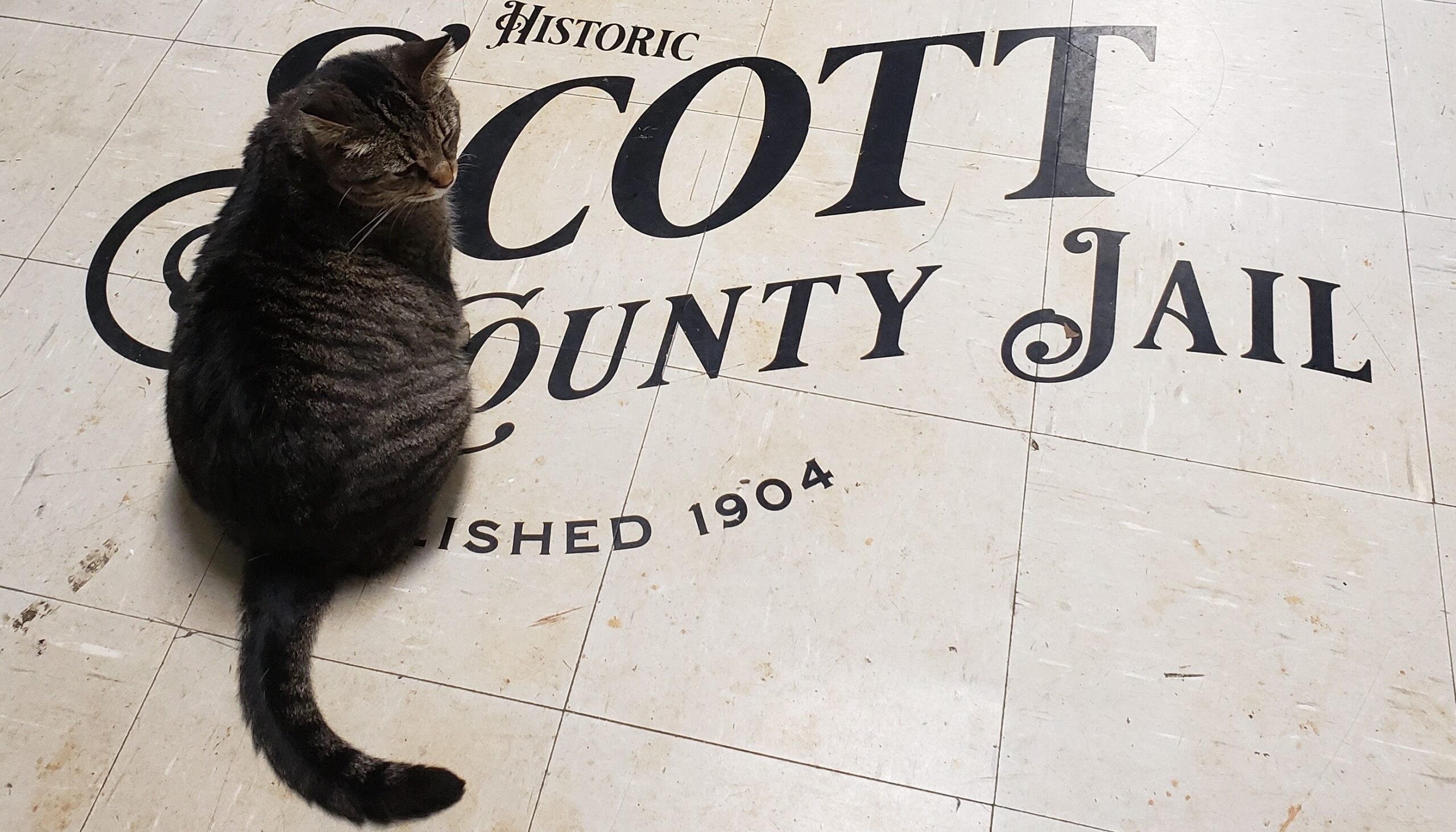 Celly, the adorable chonky tabby cat mascot of the Historic Scott County Jail poses coyly in front of the stylized logo emblazoned on the jail's linoleum foyer floor.