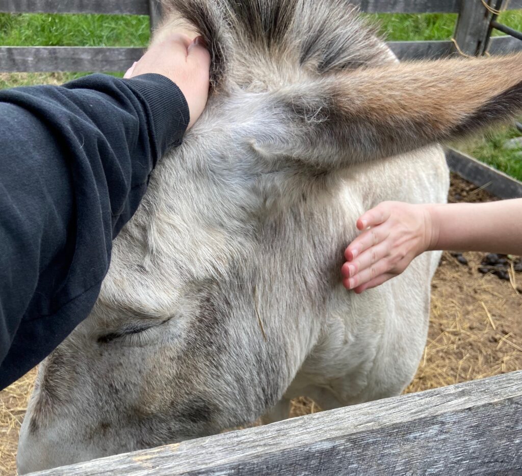 A close-up view of two people petting an extremely blissed-out donkey named Ginny over a wooden fence. The adorable donkey's eyes are closed in ecstasy, her thick grey and white coat is being caressed on her neck and side by a person wearing a black sleeve and another, smaller hand. The setting is the farm at the Exchange Place in Kingsport, Tennessee. 