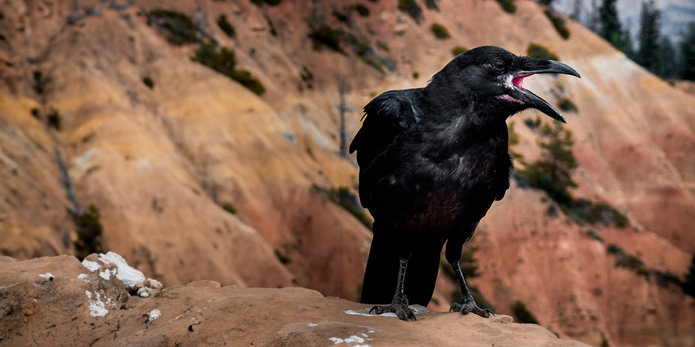 No Caws for Alarm: Exploring the Spiritual and Metaphysical Side of Crows and Ravens